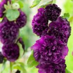 Hollyhock Chater's Double Purple Perennial LARGE Plug Plants Pack x6