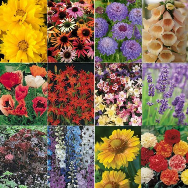 'Mixed Varieties' Garden Perennial LARGE Plug Plants Pack x6