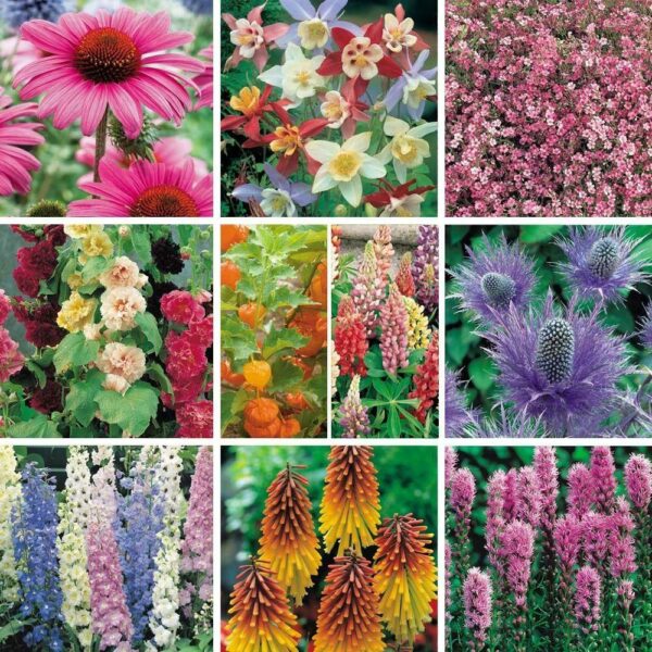 'Mixed Varieties' Garden Perennial LARGE Plug Plants Pack x6