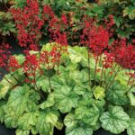 Heuchera CITY™ Tokyo Perennial Garden Plug Plants Pack x6