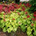 Heuchera CITY™ Tokyo Perennial Garden Plug Plants Pack x6