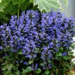 Ajuga Reptans ‘Blueberry Muffin’ LARGE Perennial Plug Plants Groundcover Pack x6