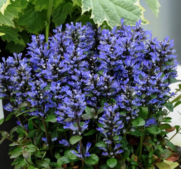 Ajuga Reptans ‘Blueberry Muffin’ LARGE Perennial Plug Plants Groundcover Pack x6