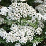 Achillea Millefolium 'Vintage White' Perennial LARGE Size Plug Plants Pack x6