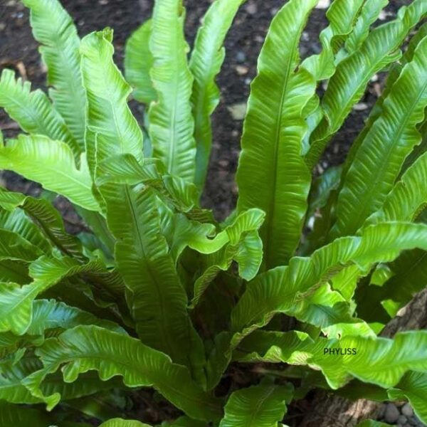 Hardy Ferns Mix Perennial LARGE Plug Plants Special Collection Pack x6