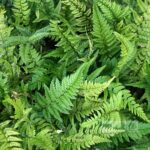 Hardy Ferns Mix Perennial LARGE Plug Plants Special Collection Pack x6