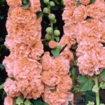 Hollyhock Chater's Double Salmon Pink Perennial LARGE Plug Plants Pack x6