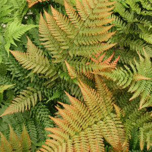 Hardy Ferns Mix Perennial LARGE Plug Plants Special Collection Pack x6