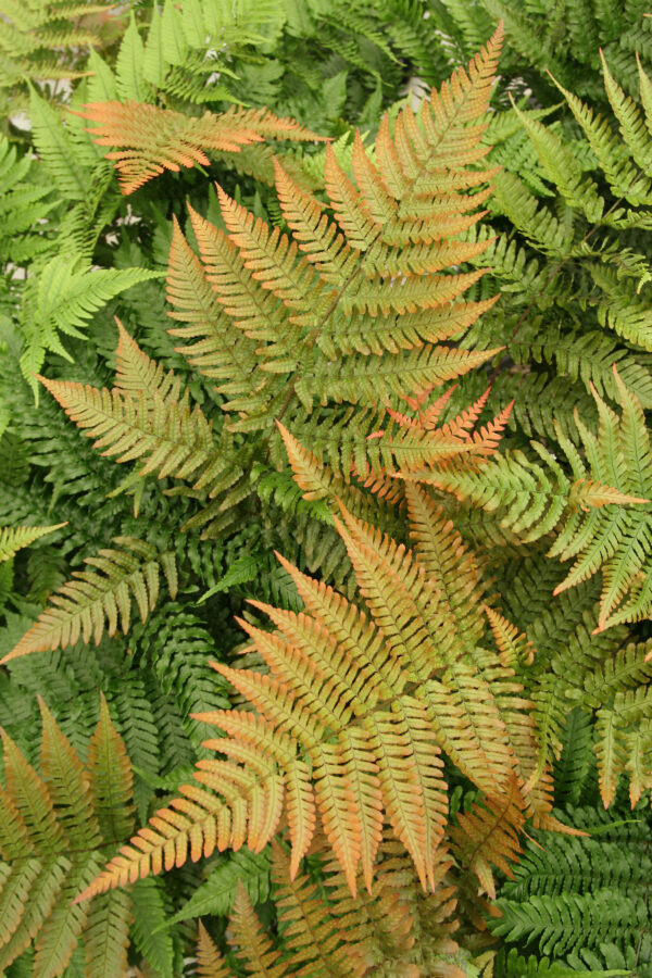 Hardy Ferns Mix Perennial LARGE Plug Plants Special Collection Pack x6