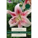 Lillium Skyscraper / Tree Lily 'Anastasia' Pack x 2 Bulbs