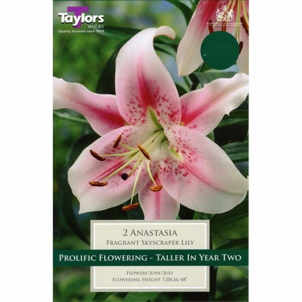 Lillium Skyscraper / Tree Lily 'Anastasia' Pack x 2 Bulbs