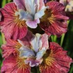 Iris ‘Painted Woman’ (Sibirica) Bareroot Bulb/Rhizome Pack x1