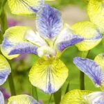 Iris Sibirica Peacock Butterfly 'Tipped in Blue' Pack x1 Rhizome/Bulb