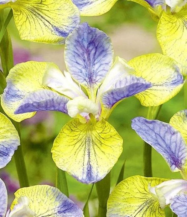 Iris Sibirica Peacock Butterfly 'Tipped in Blue' Pack x1 Rhizome/Bulb