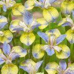 Iris Sibirica Peacock Butterfly 'Tipped in Blue' Pack x1 Rhizome/Bulb
