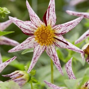 Dahlia Star/Orchid Type 'Honka Fragile' Pack x1 Tuber