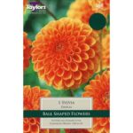 Dahlia Decorative Ball 'Sylvia' Quality Summer Bulb/Tuber