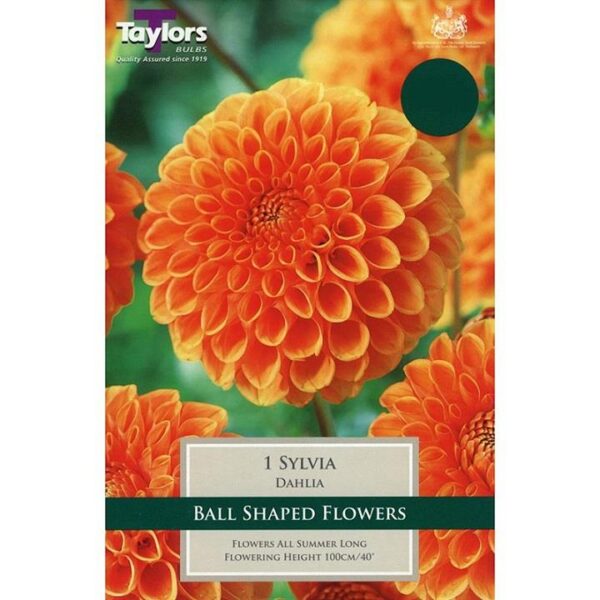 Dahlia Decorative Ball 'Sylvia' Quality Summer Bulb/Tuber