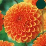 Dahlia Decorative Ball 'Sylvia' Quality Summer Bulb/Tuber