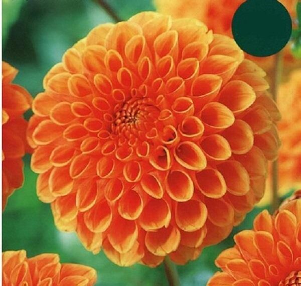 Dahlia Decorative Ball 'Sylvia' Quality Summer Bulb/Tuber