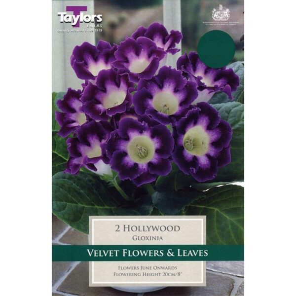 Gloxinia Sinningia 'Hollywood' Flower Bulbs Pack x2