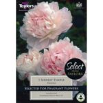 Peony / Paeonia Lactiflora 'Shirley Temple' Bare Root Plant Pack x1