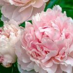 Peony / Paeonia Lactiflora 'Shirley Temple' Bare Root Plant Pack x1