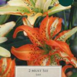 Double Lily / Lilium Asiatic 'Must See' Bulbs Pack x2