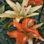 Double Lily / Lilium Asiatic 'Must See' Bulbs Pack x2
