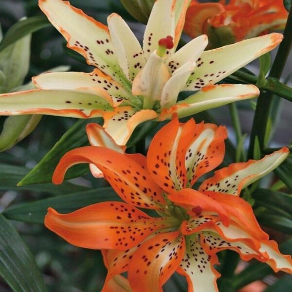 Double Lily / Lilium Asiatic 'Must See' Bulbs Pack x2