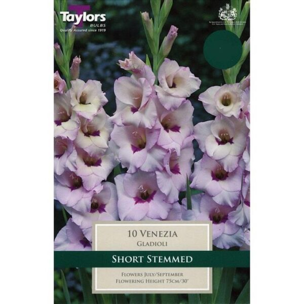 Gladioli / Gladiolus Short Growing ‘Venezia’ Pack x10 Bulbs / Corms