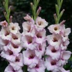 Gladioli / Gladiolus Short Growing ‘Venezia’ Pack x10 Bulbs / Corms