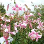 Lillium Skyscraper / Tree Lily 'Anastasia' Pack x 2 Bulbs