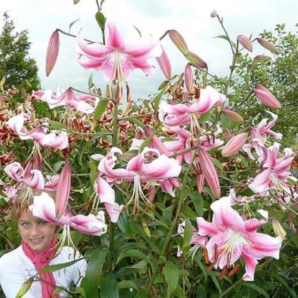 Lillium Skyscraper / Tree Lily 'Anastasia' Pack x 2 Bulbs