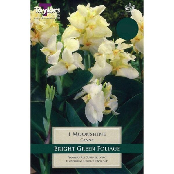 Canna Lily 'Moonshine' Pack x 1 Bulb/Rhizome