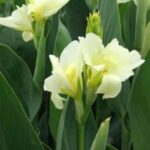 Canna Lily 'Moonshine' Pack x 1 Bulb/Rhizome