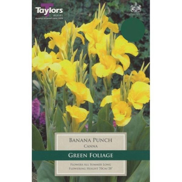 Canna Lily 'Banana Punch' Bulb/Tuber/Rhizome Pack x1