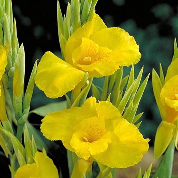 Canna Lily 'Banana Punch' Bulb/Tuber/Rhizome Pack x1