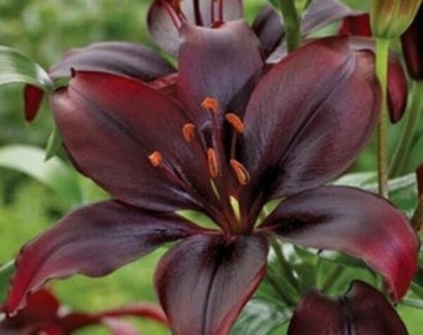 Lily/ LIllium Asiatic 'Dark Secret' Pack x 3 Bulbs