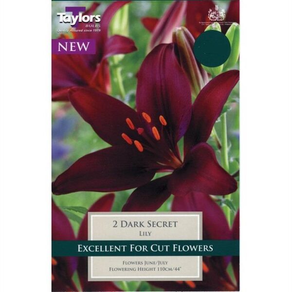 Lily/ LIllium Asiatic 'Dark Secret' Pack x 3 Bulbs