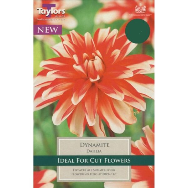 Dahlia Bulb/Tuber Decorative 'Dynamite' Summer Bulbs