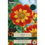 Dahlia Collarette 'Pooh' Summer Flowering Tuber/Bulb Pack x1