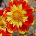 Dahlia Collarette 'Pooh' Summer Flowering Tuber/Bulb Pack x1