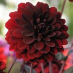 Dahlia Decorative 'Karma Choc' Summer Flowering Tuber/Bulb Pack x1