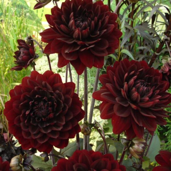 Dahlia Decorative 'Karma Choc' Summer Flowering Tuber/Bulb Pack x1
