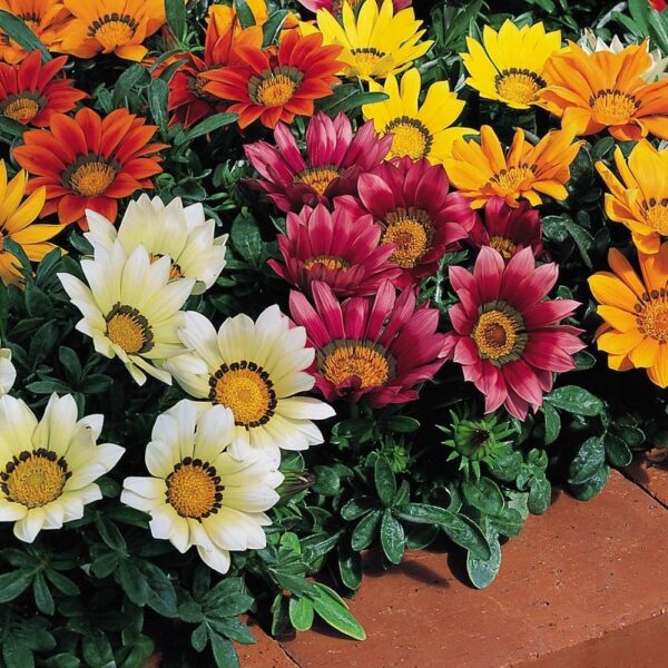 Gazania 'Kiss Series Mixed' Garden Flowering Plug Plants Pack x12