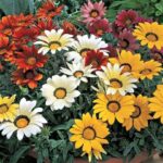 Gazania 'Kiss Series Mixed' Garden Flowering Plug Plants Pack x12