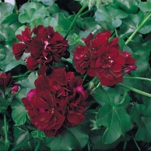 Geranium Trailing Ivy 'Tommy' Summer Garden Plug Plants Pack x6