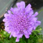 Scabious / Scabiosa Flutter™ Deep Blue Pack x6 LARGE Plug Plants