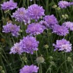 Scabious / Scabiosa Flutter™ Deep Blue Pack x6 LARGE Plug Plants